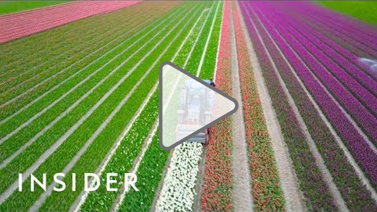 Click to play: What Spring Looks Like Around The World