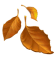 🍂